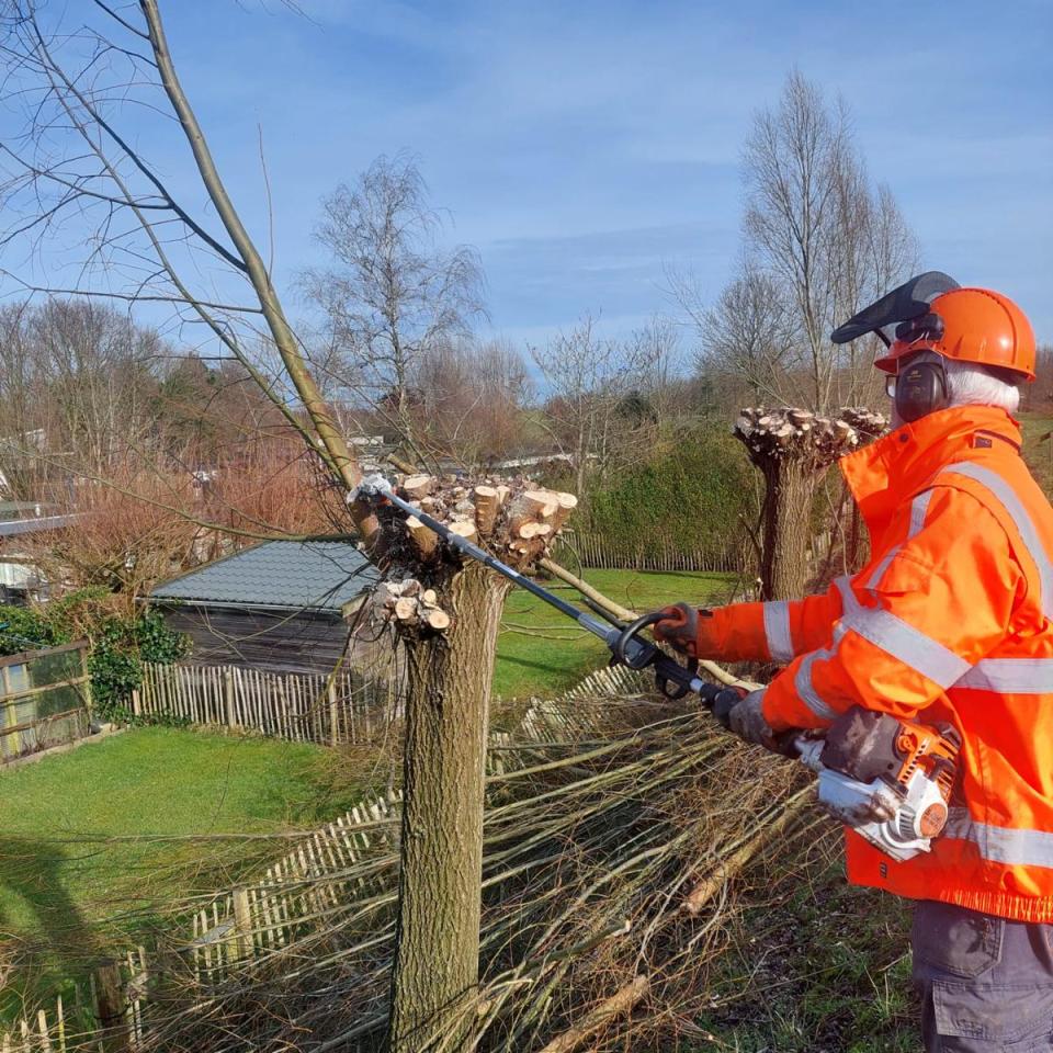 Knotwilgen snoeien voor een duurzame toekomst De Betho