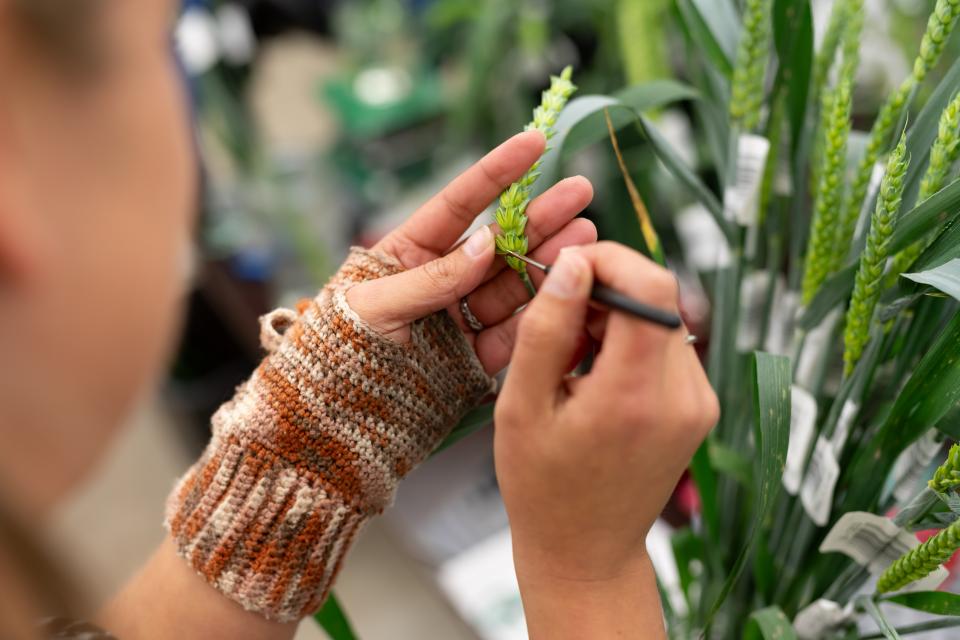 Medewerker De Betho aan het werk bij Limagrain